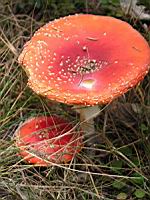 Amanite tue-mouches - Amanita muscaria (02)